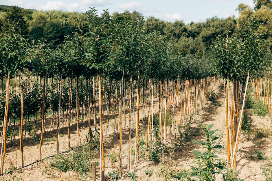 Young trees planted in orderly rows at a tree nursery