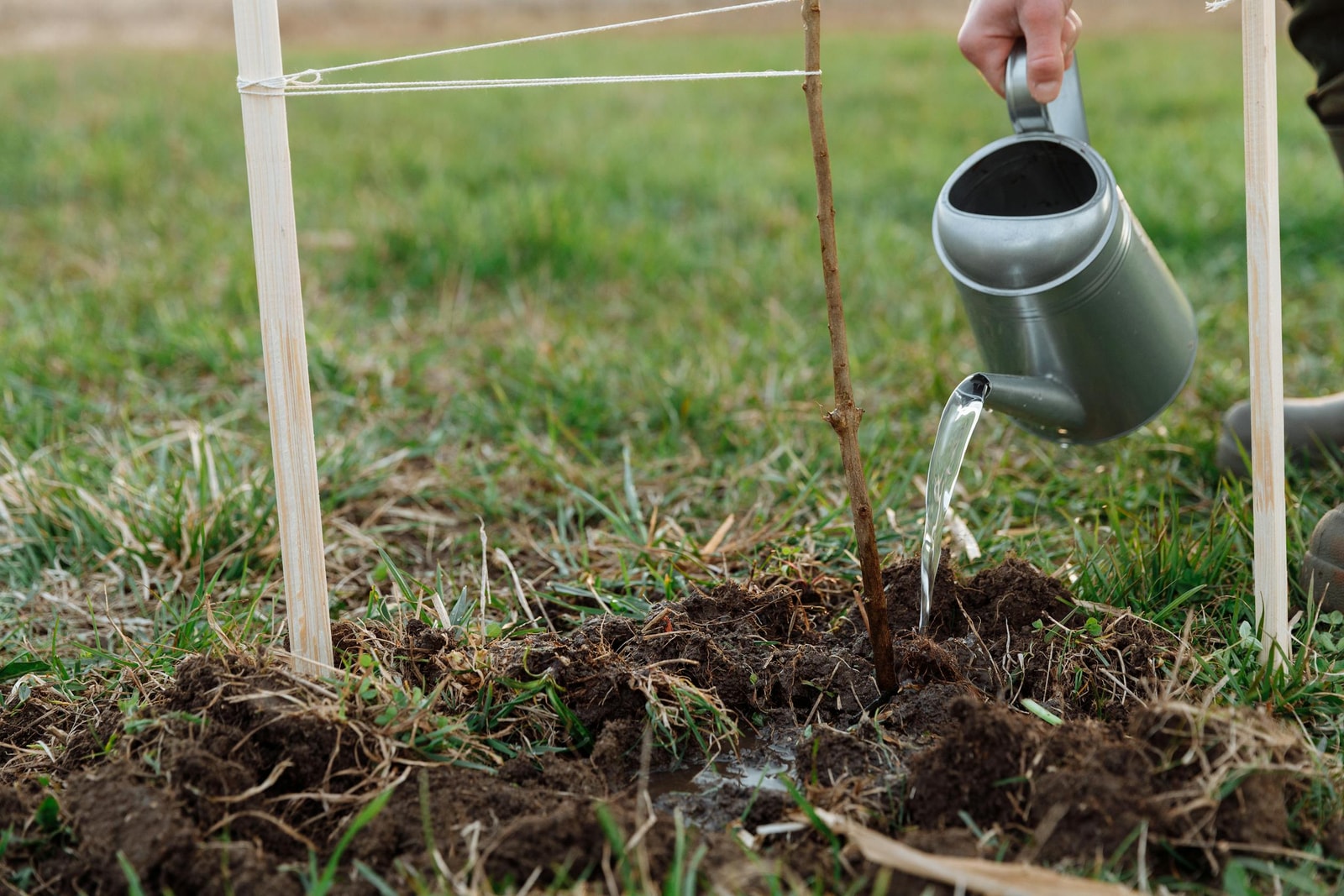 A person watering a small young tree with a metal watering can