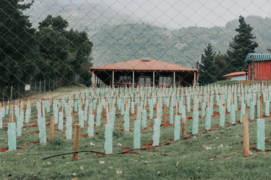 Young tree saplings growing in a field with protective stakes