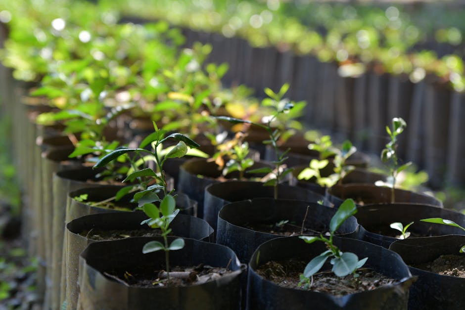 Rows of seedlings growing in a sunlit outdoor nursery