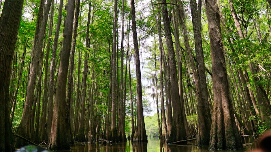 Swamp landscape with tall cypress trees reflected in green water