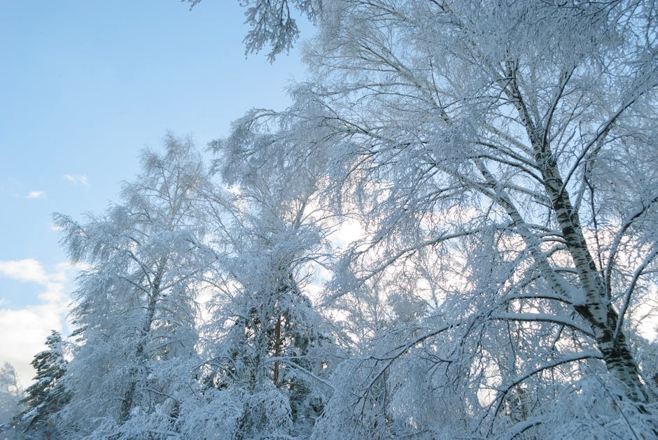 Snow-covered birch trees reflecting bright winter sunlight against a clear blue sky, illustrating how light-barked broadleaf forests reflect solar radiation