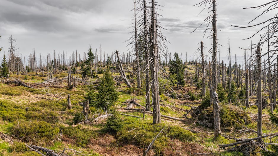 Sparse stressed conifer trees in a barren forest showing dieback and decline