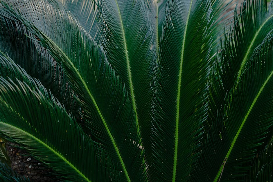 Lush green sago palm fronds showing the distinctive cycad leaf pattern