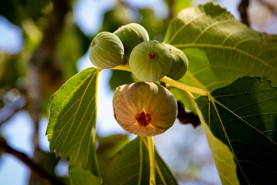 Ripe green figs growing on a fig tree branch in sunlight