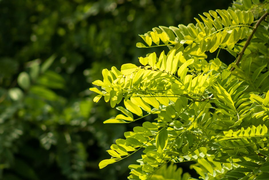 Honey locust casting light, filtered shade