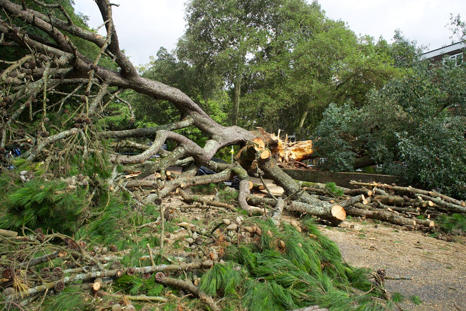 A large fallen tree with branches and logs scattered across a park pathway after a storm