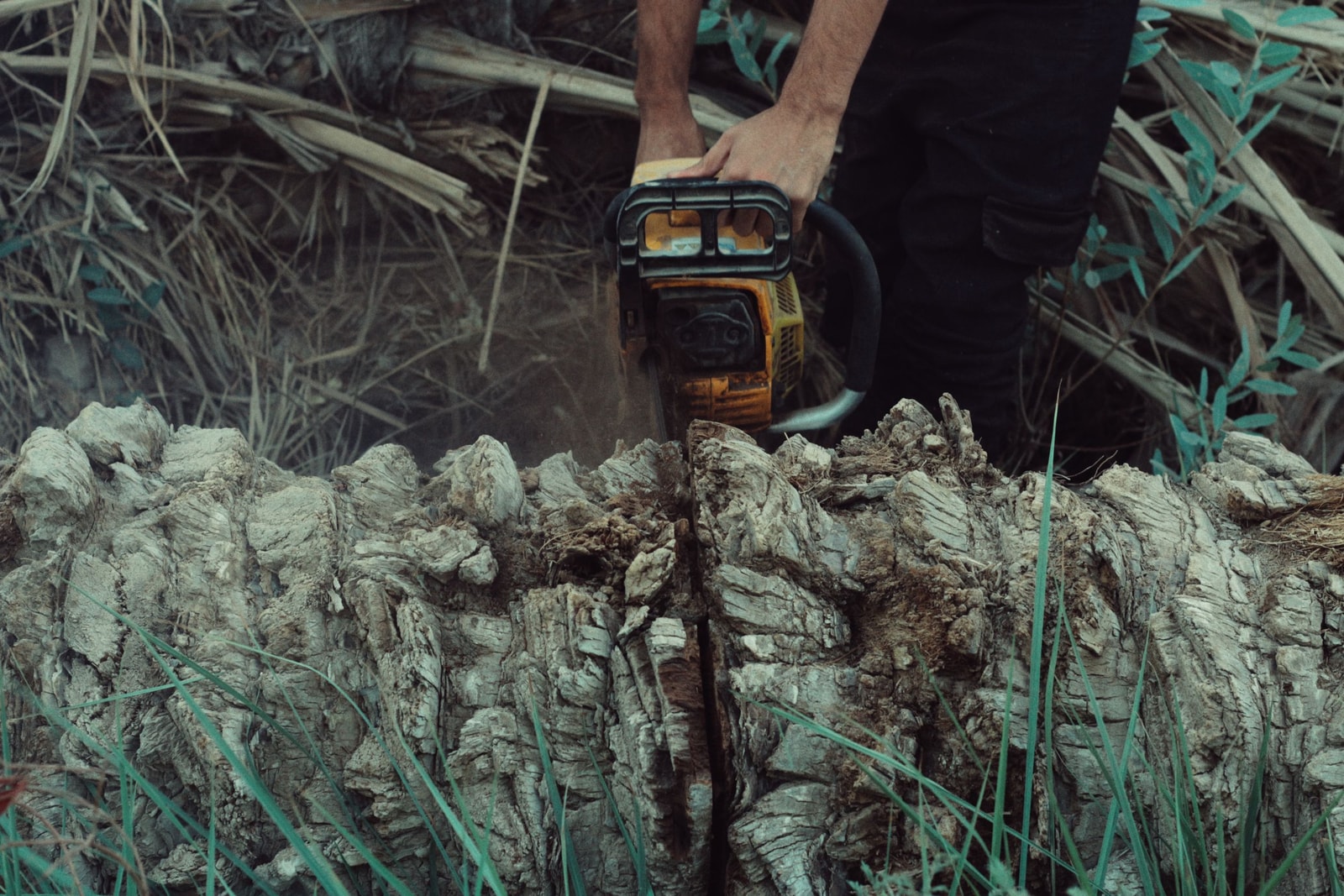 Cutting a tree log with a chainsaw