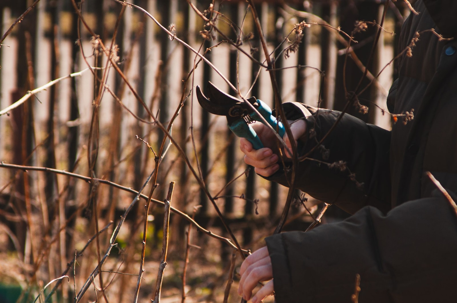 Using bypass hand pruners to trim a shrub