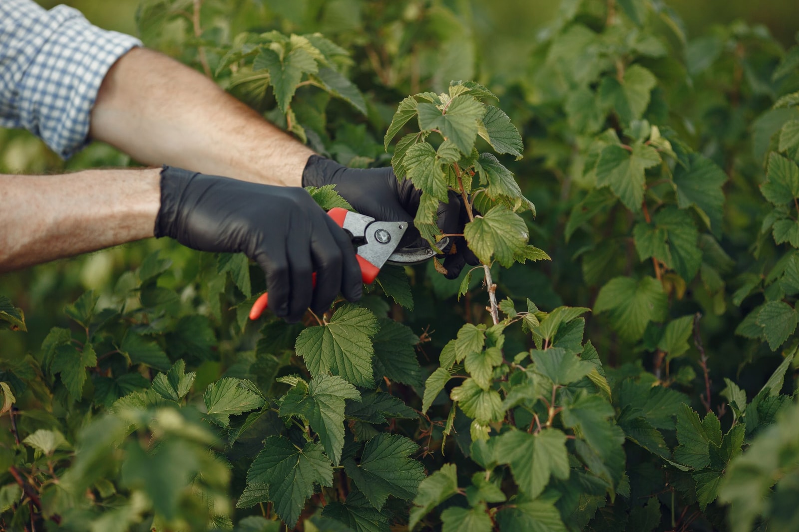 Shearing the flat top of a formal hedge with manual hedge shears