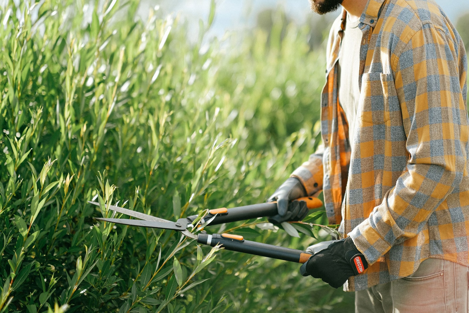 Trimming a hedge with manual hedge shears