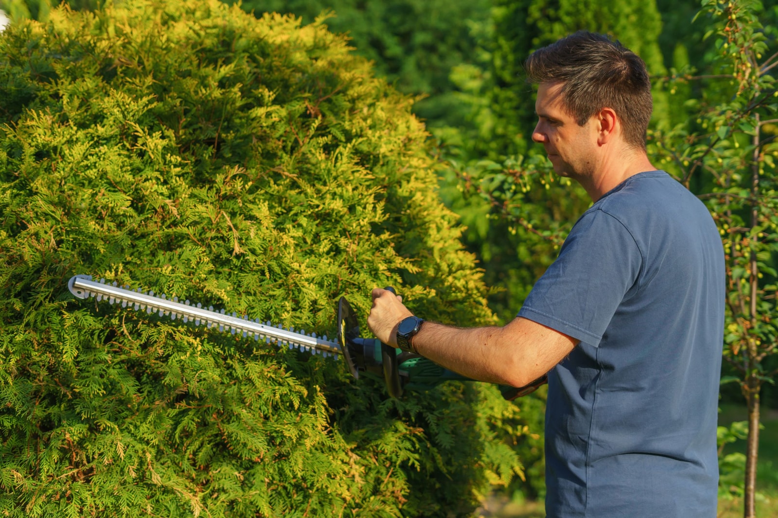 Trimming a long formal hedge flat and level with a powered hedge trimmer