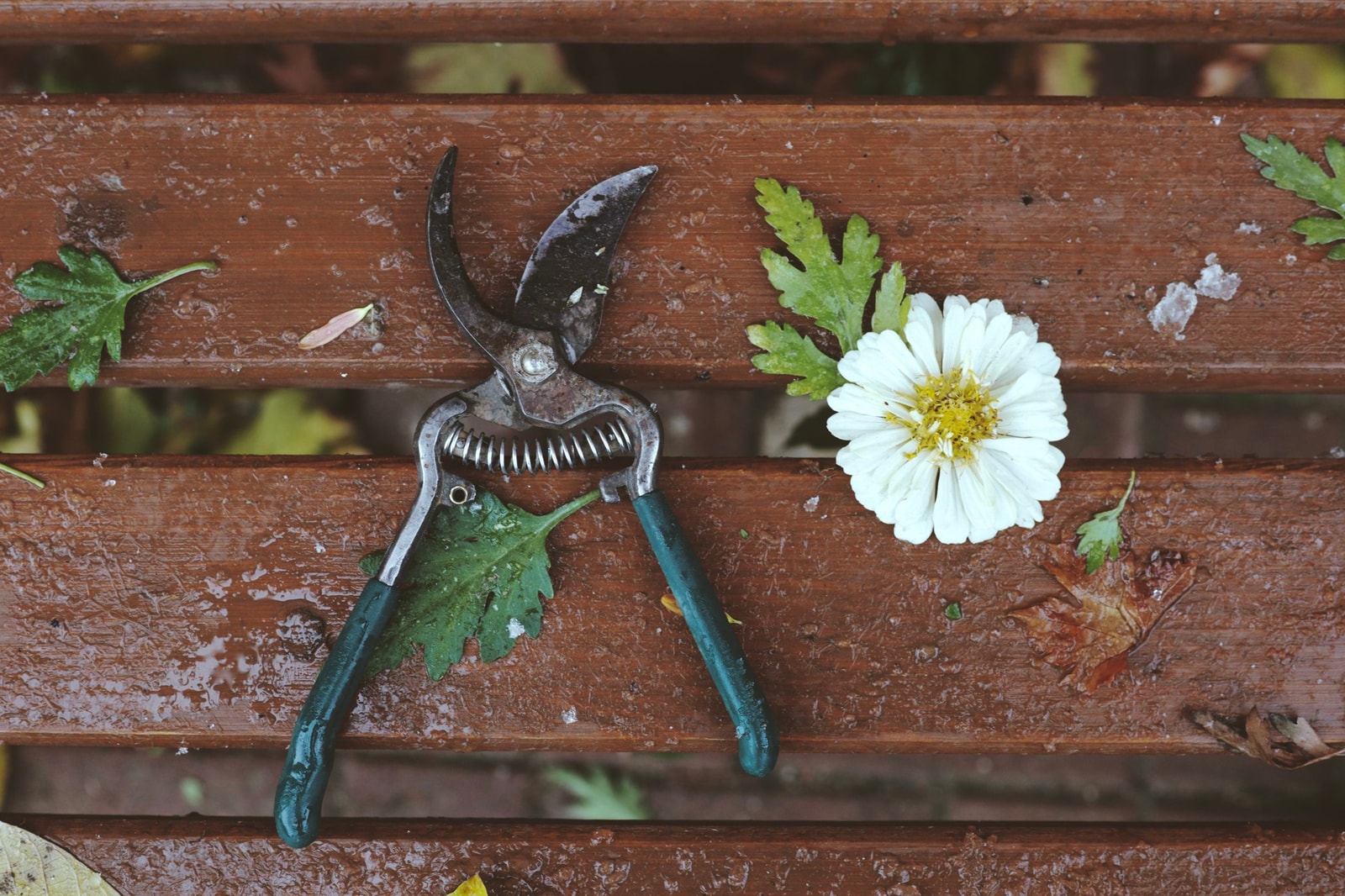A pair of garden shears ready for sharpening