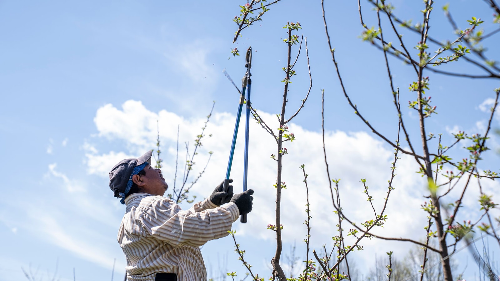 Homeowner pruning tree branches with long-handled loppers