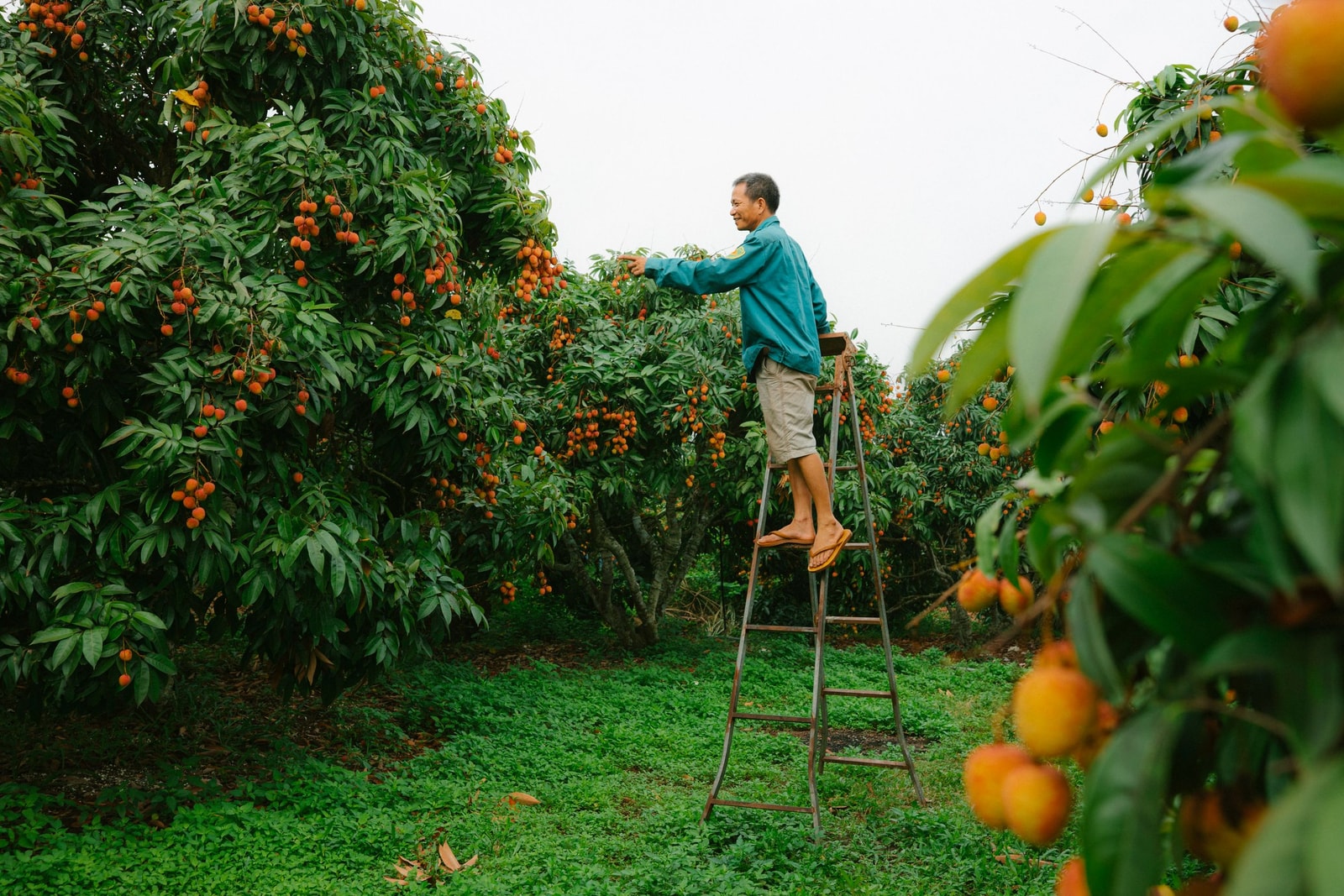 Picking fruit from a tripod orchard ladder