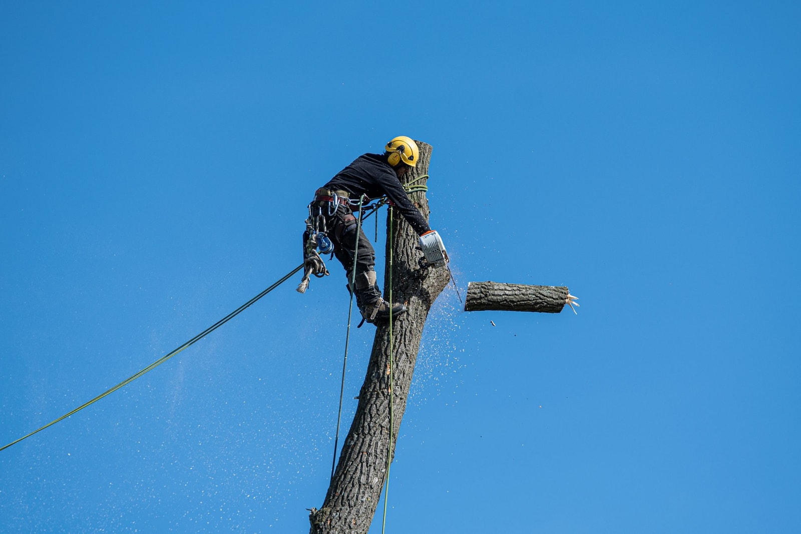 Cutting a high tree branch with safety gear