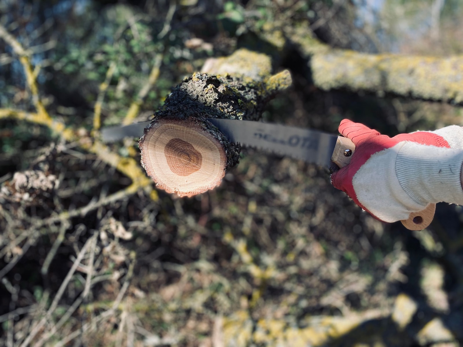 Gloved hand cutting a tree branch with a folding pruning saw