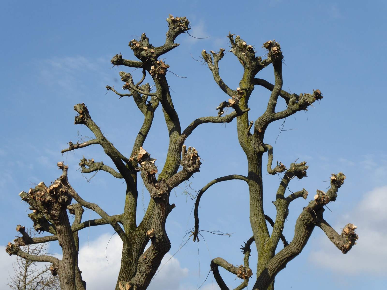 Clean saw cuts on pruned tree branches