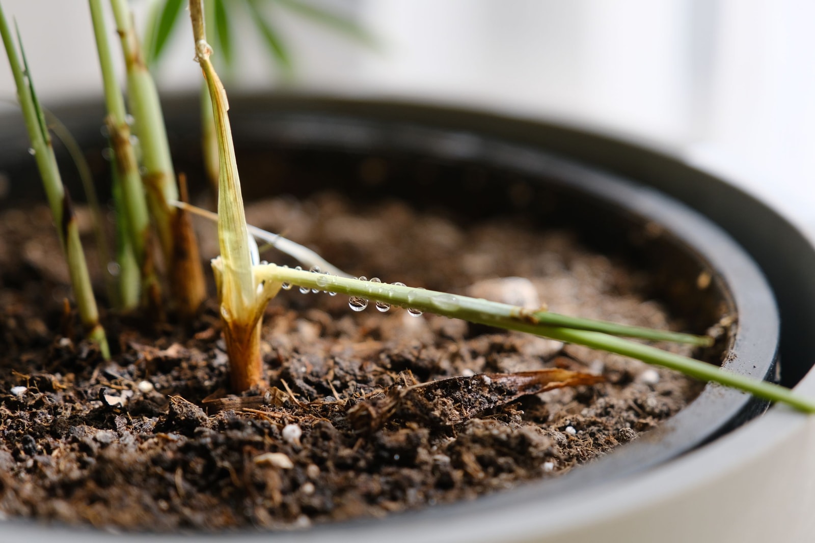 Checking soil moisture around a plant