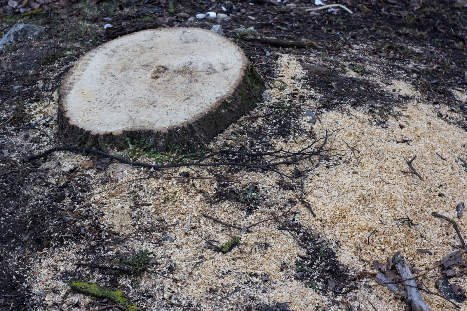A ground tree stump surrounded by sawdust