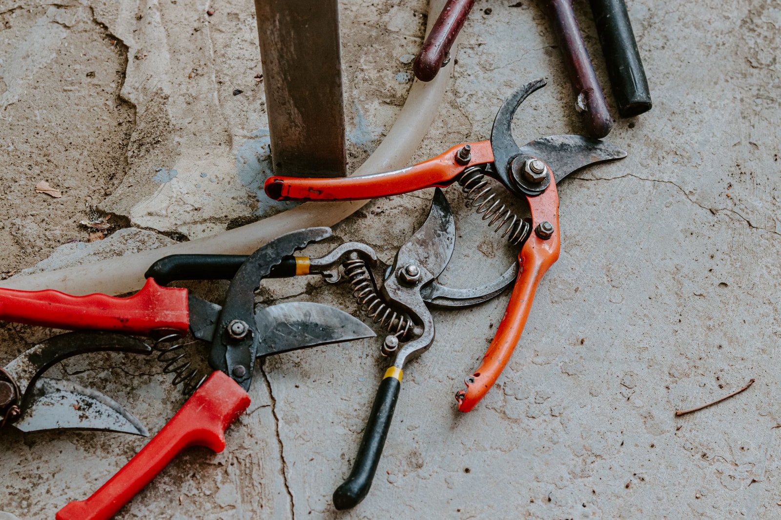 A collection of garden and tree-care hand tools laid out on a concrete surface