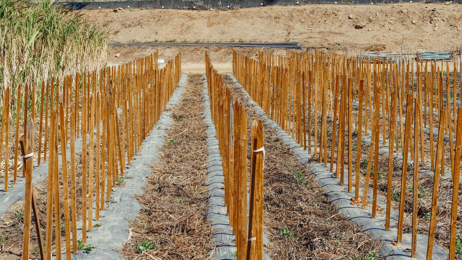 Young trees supported with garden stakes