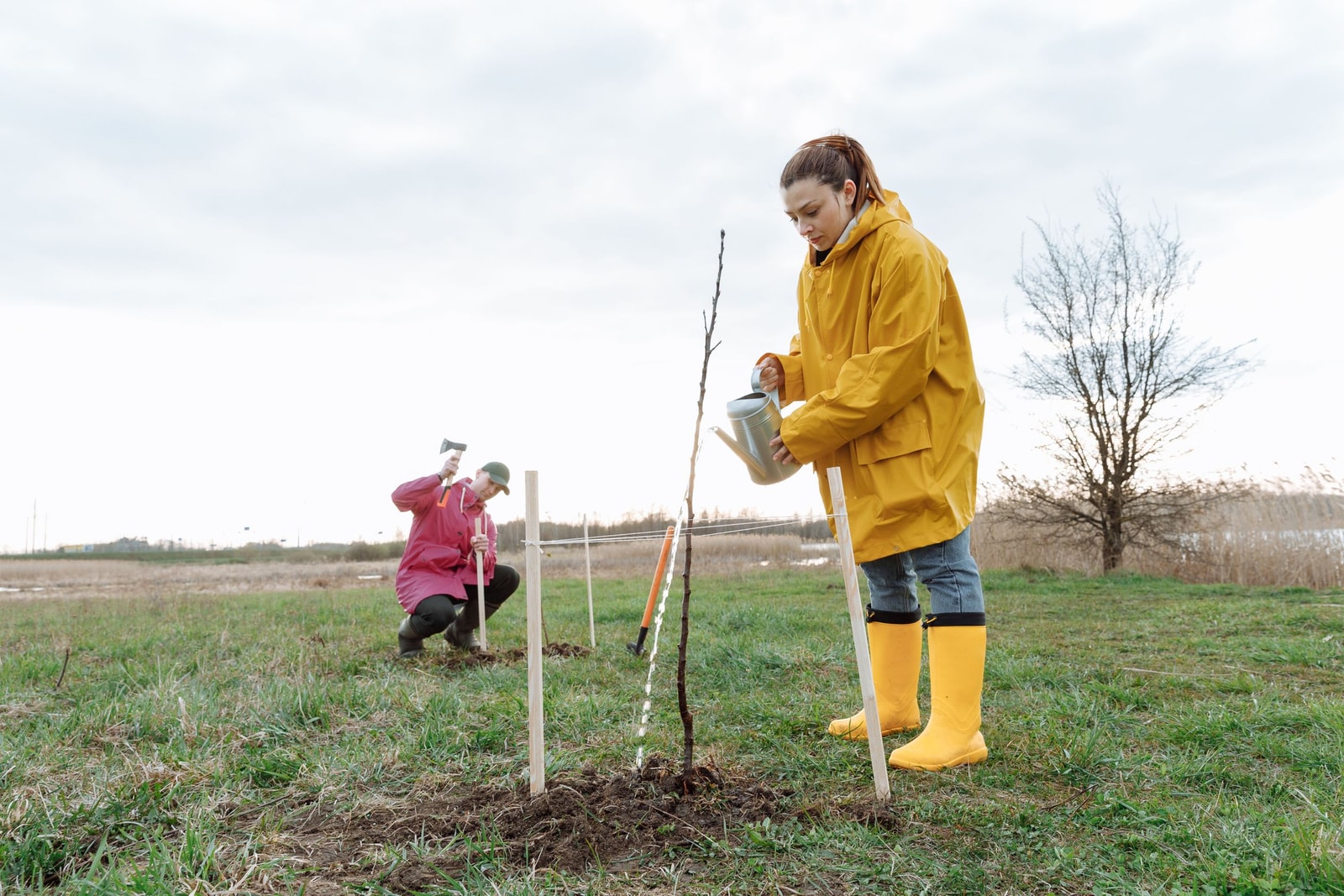 Setting up watering for a newly planted tree