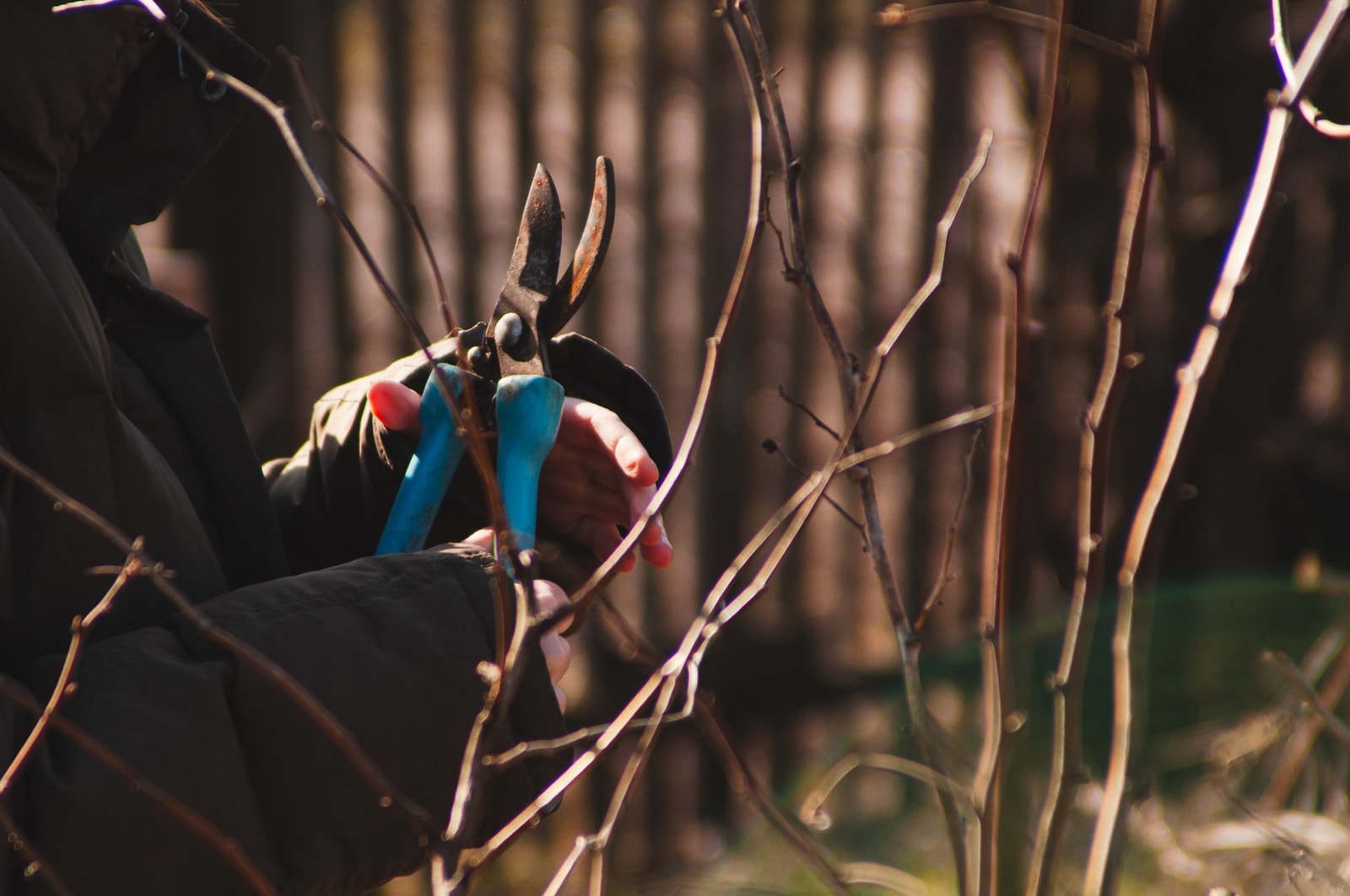 Choosing the right tool to make a pruning cut on a shrub