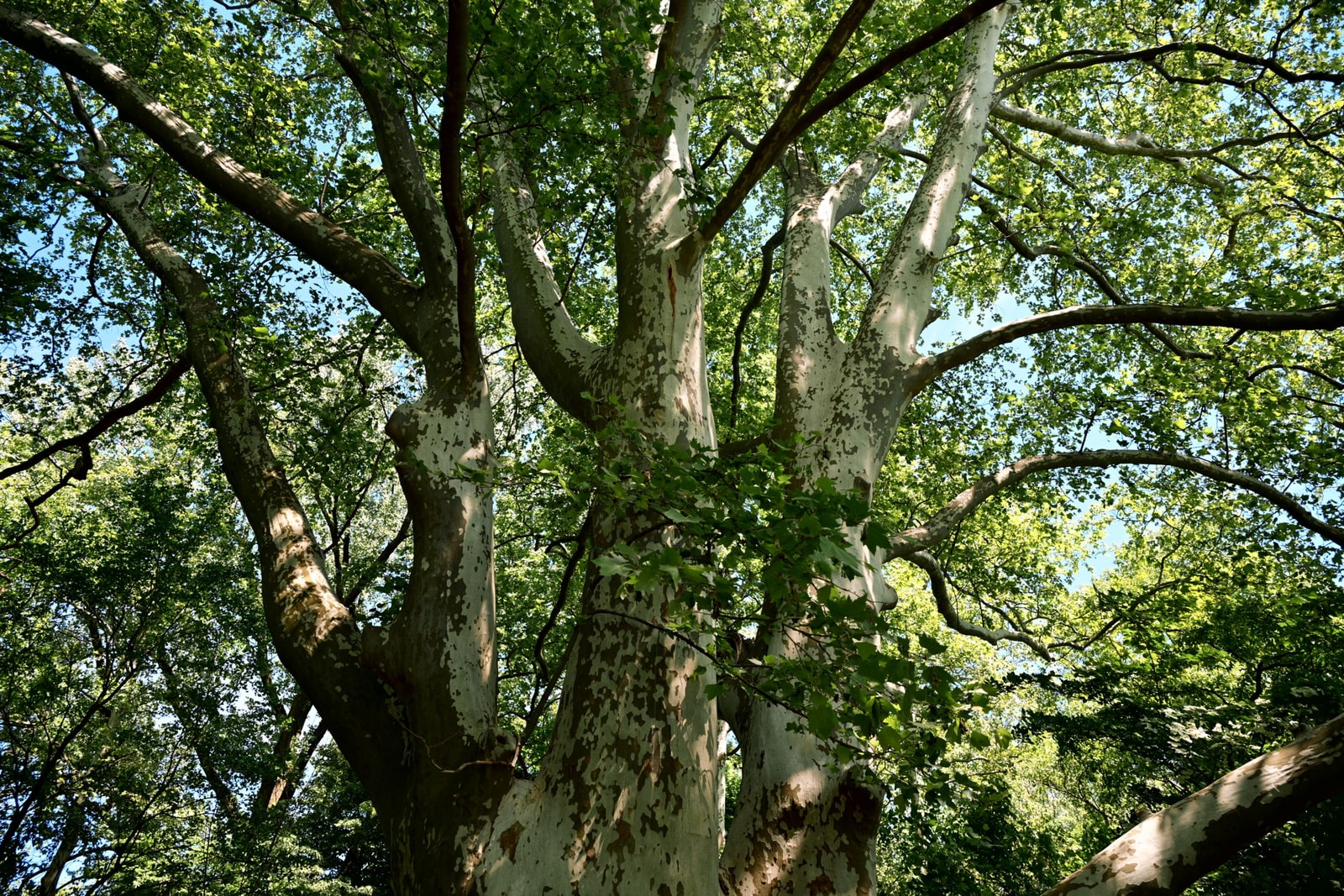 Looking up into a mature sycamore tree's canopy, showing its mottled white and gray bark and dense green leaves