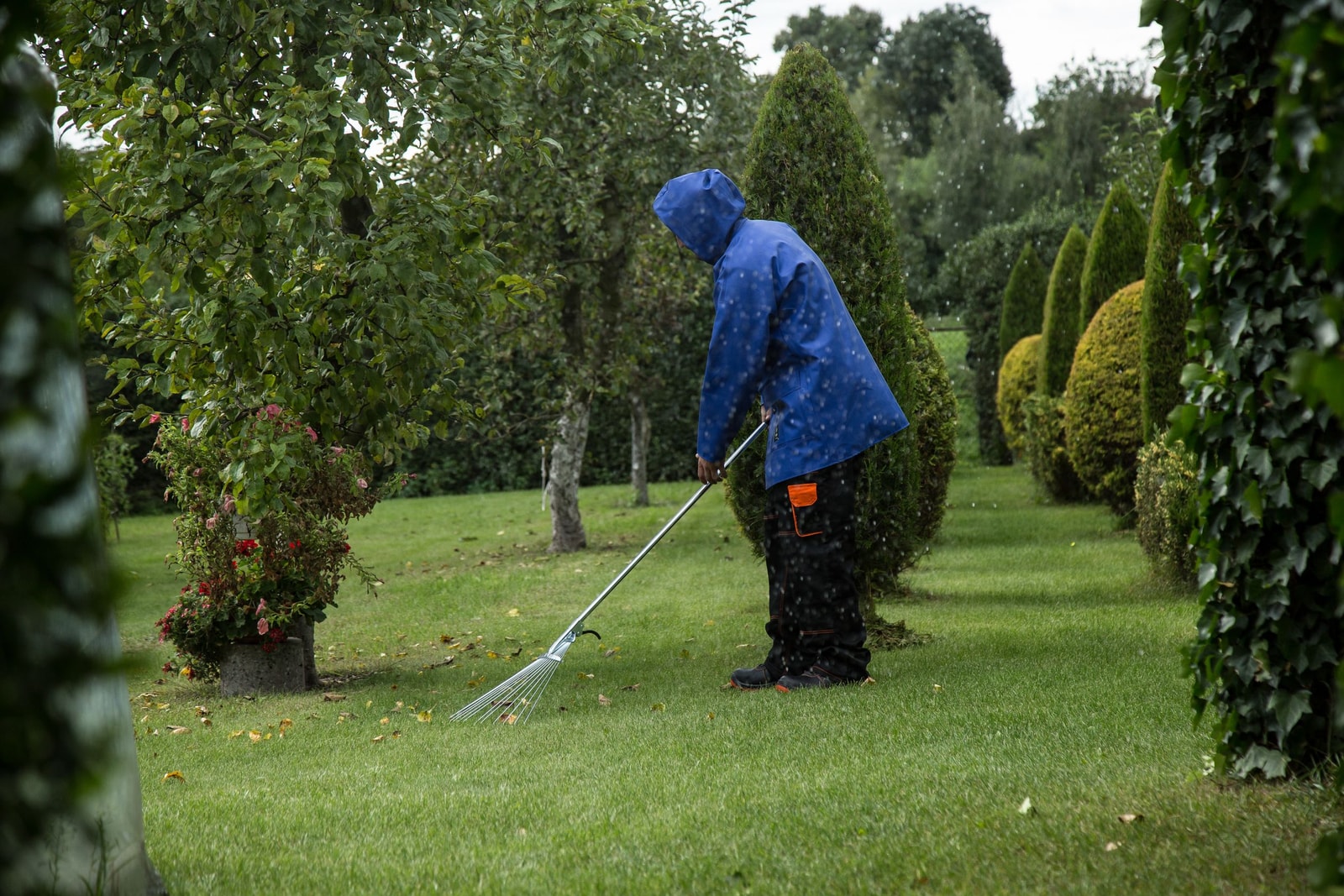 Gardener raking fallen leaves off a lawn in a light rain