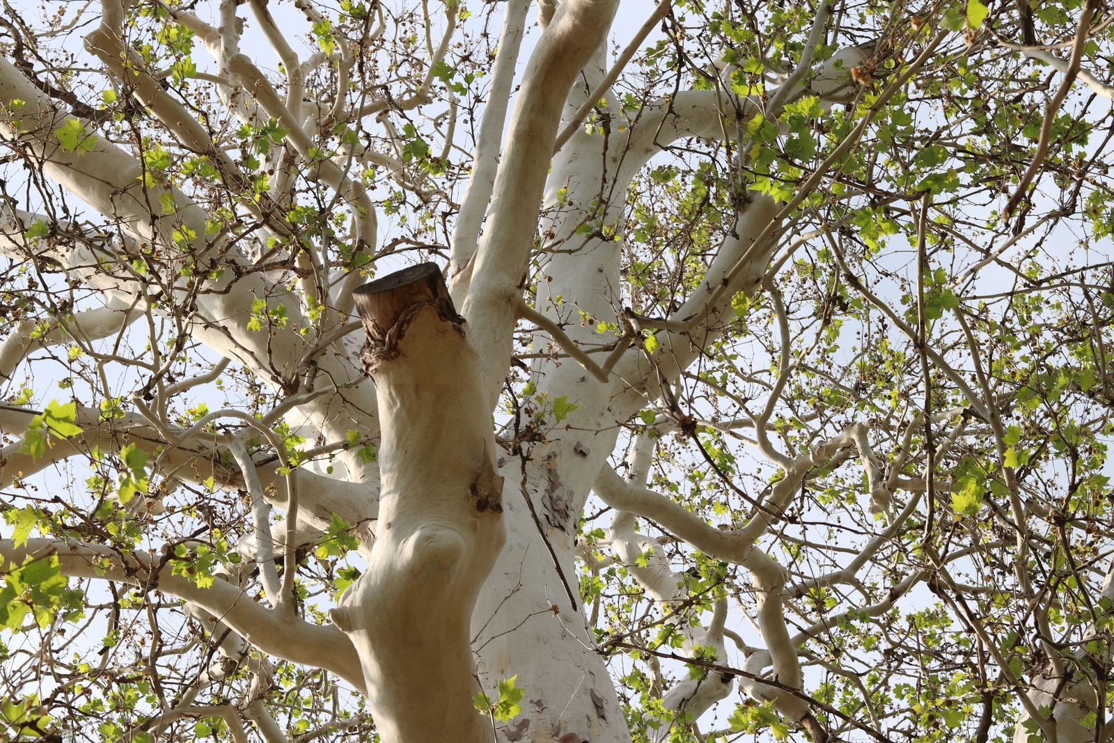 Sycamore tree trunk in early spring with pale mottled bark and small newly emerging leaves