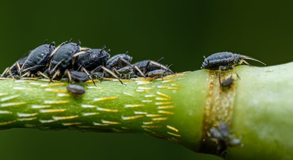Black aphids clustered on a plant stem showing a typical infestation