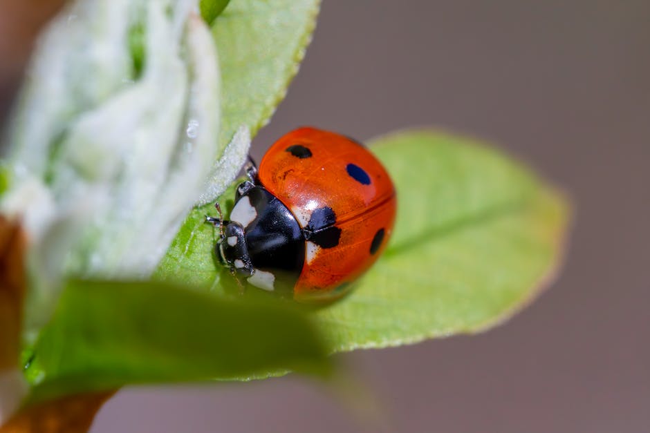 Seven-spotted ladybug on a green leaf, a natural predator of aphids