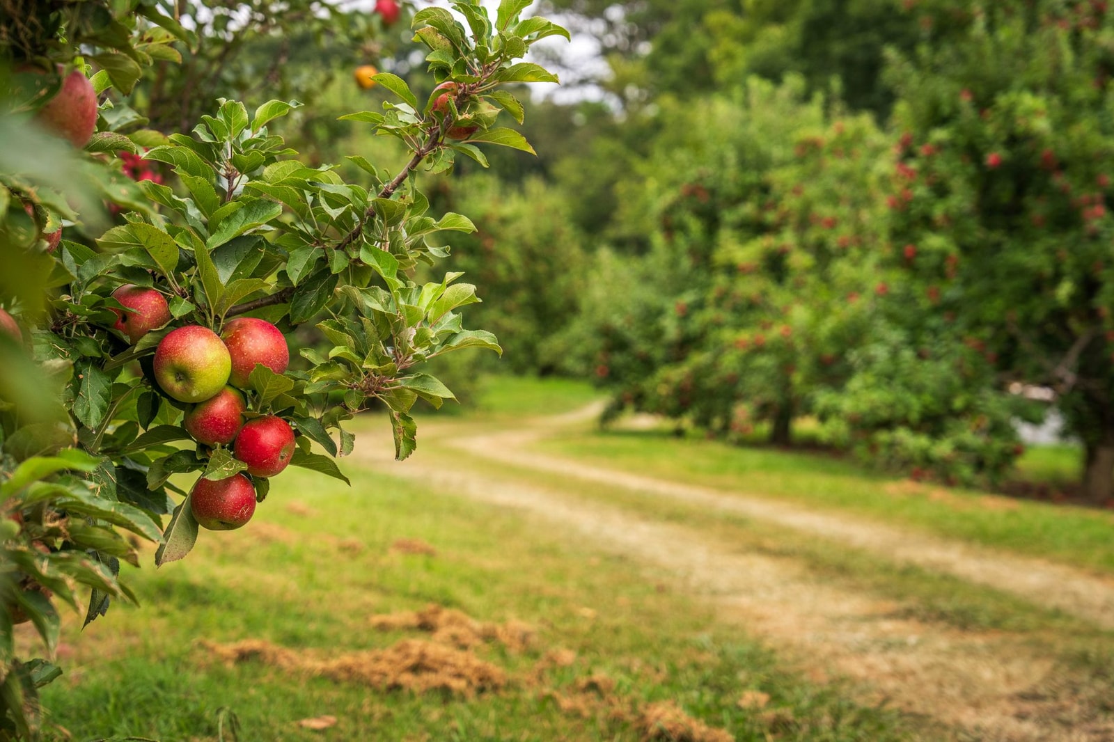 Apple orchard with ripe red apples hanging on tree branches along a dirt path