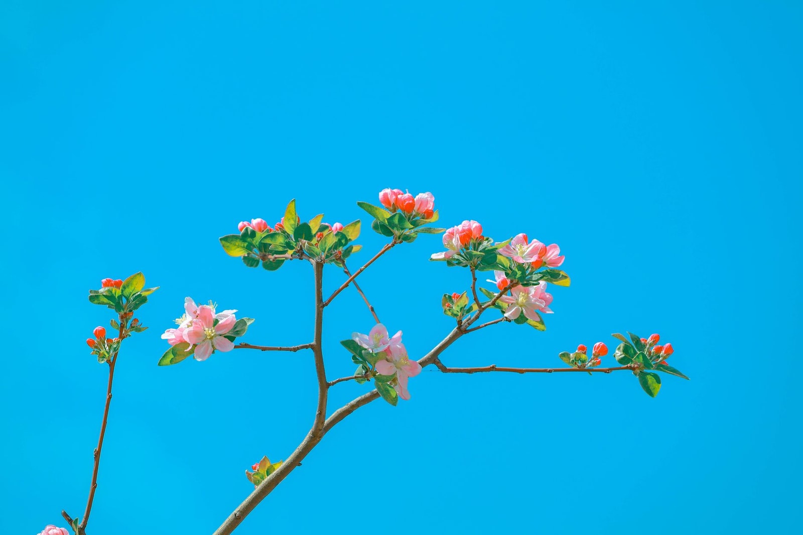 Pink and white crabapple blossoms on a branch against a blue sky