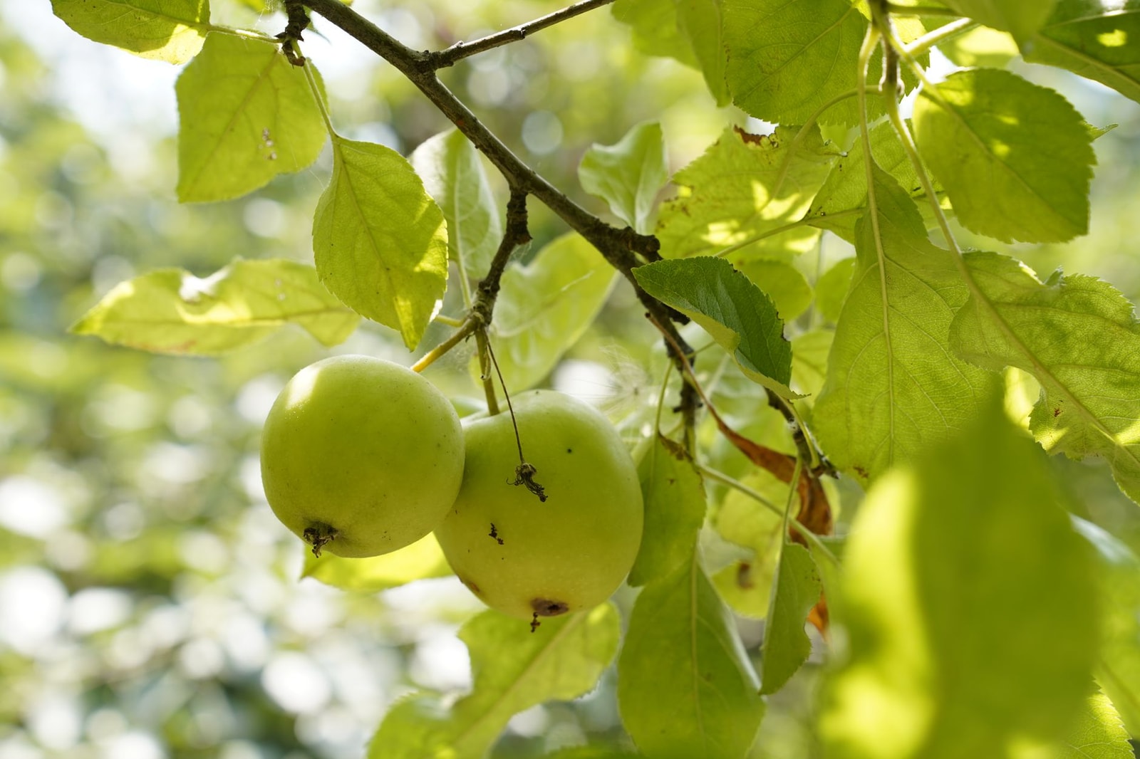Green apples ripening on a leafy apple tree branch
