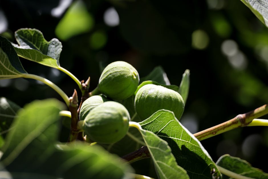 Unripe figs growing on a fig tree with lush green leaves in summer