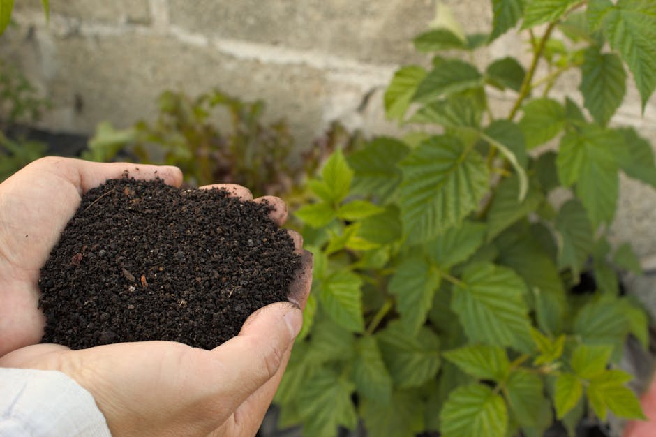 Hands holding rich dark compost soil outdoors