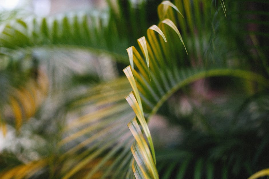 Palm fronds showing a mix of green and yellowing leaves, a common sign of nutrient stress