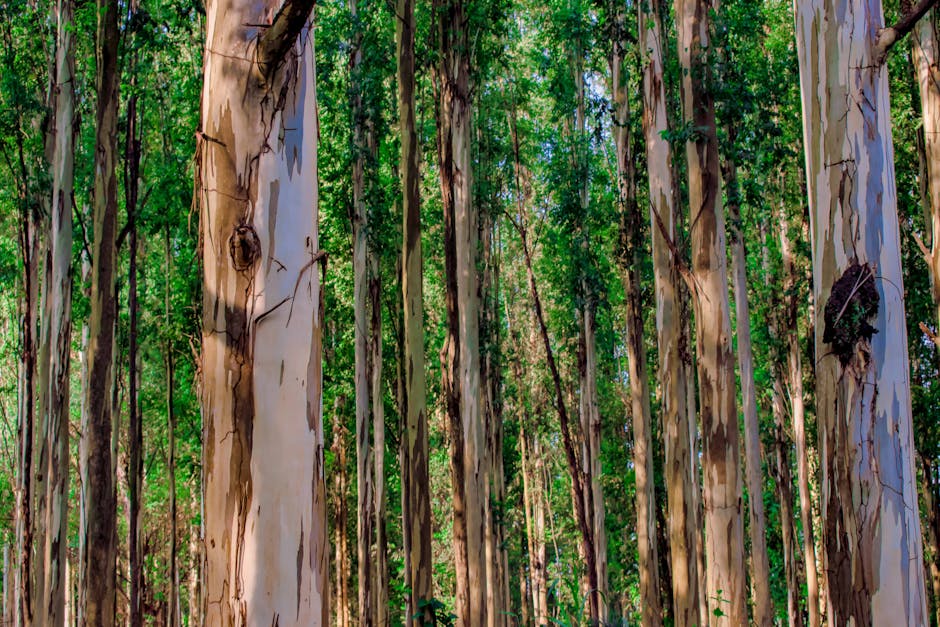 Eucalyptus trees in a forest, one of the most aggressive invasive re-sprouters