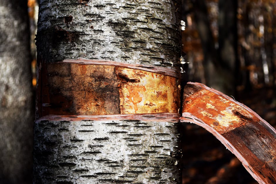 Peeling birch bark revealing the lighter cambium layer underneath the rough outer surface