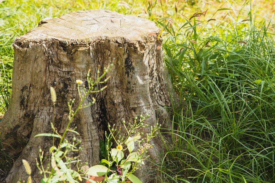 Low tree stump sitting in a sunny green lawn surrounded by fresh grass