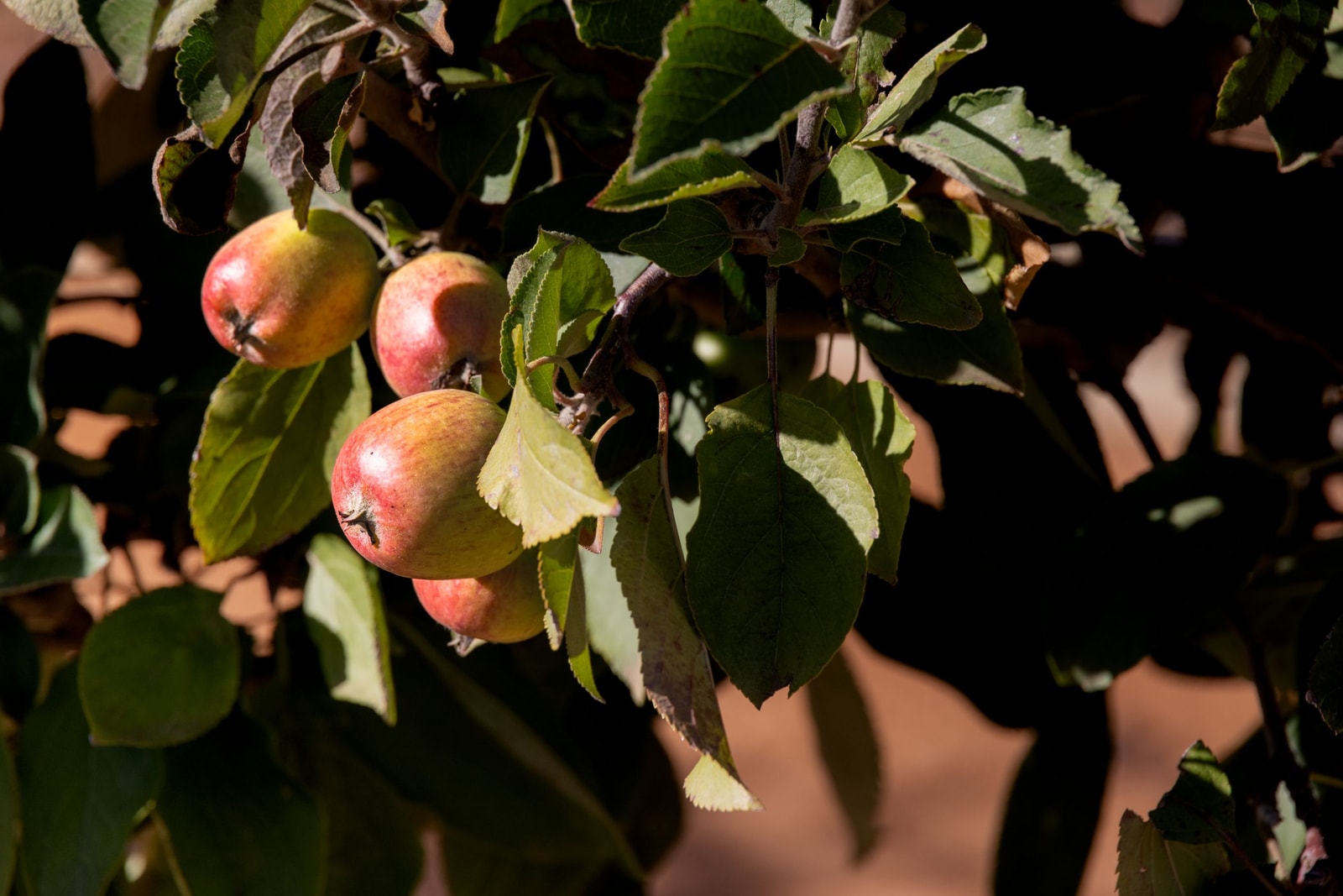 Ripe apples clustered on a branch surrounded by green leaves