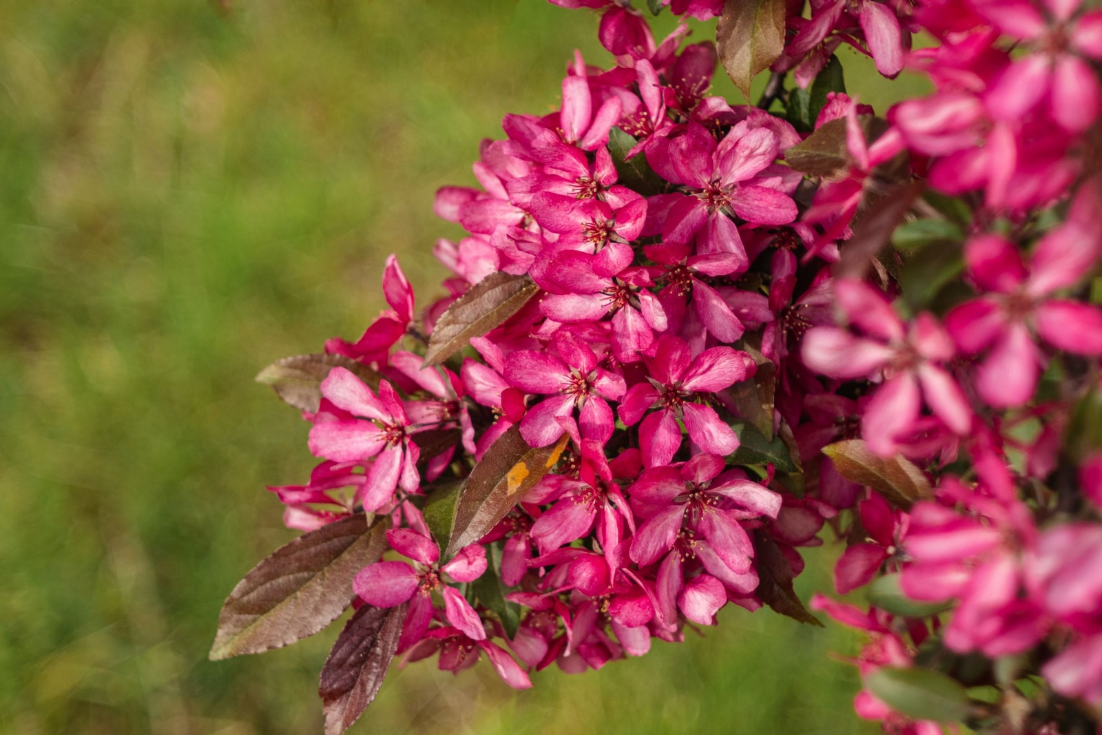 Vivid pink crabapple blossoms in spring bloom