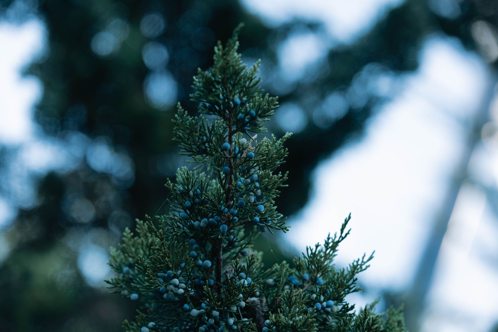 Juniper branch with scale-like green foliage and blue-gray, berry-like cones