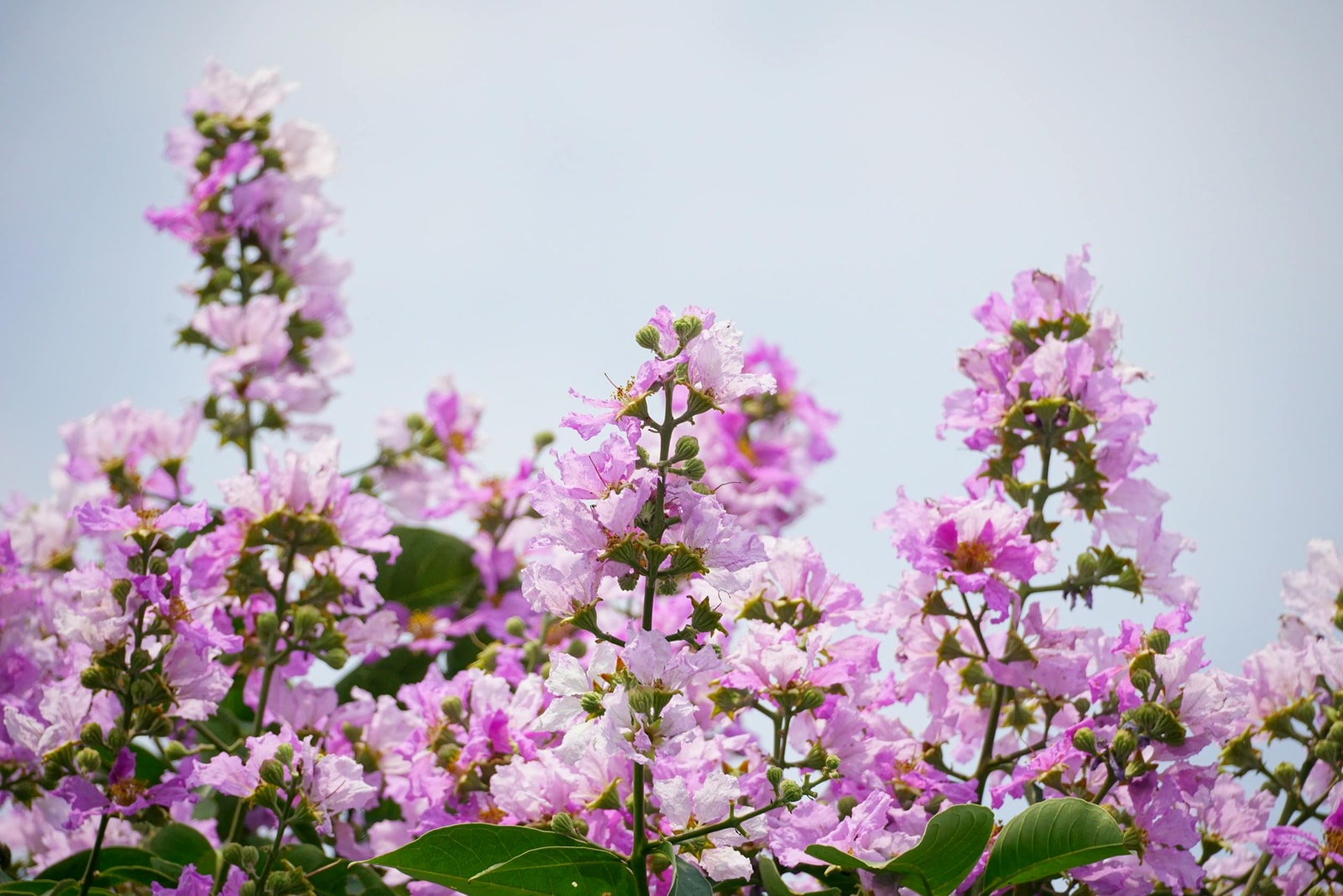 Healthy lavender crape myrtle in full bloom against a blue sky, the showpiece bark scale threatens