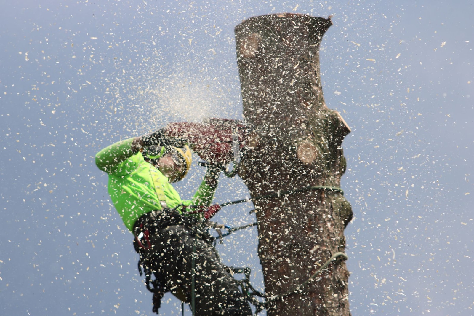 Arborist in a tree cutting a trunk section with a chainsaw, sawdust flying