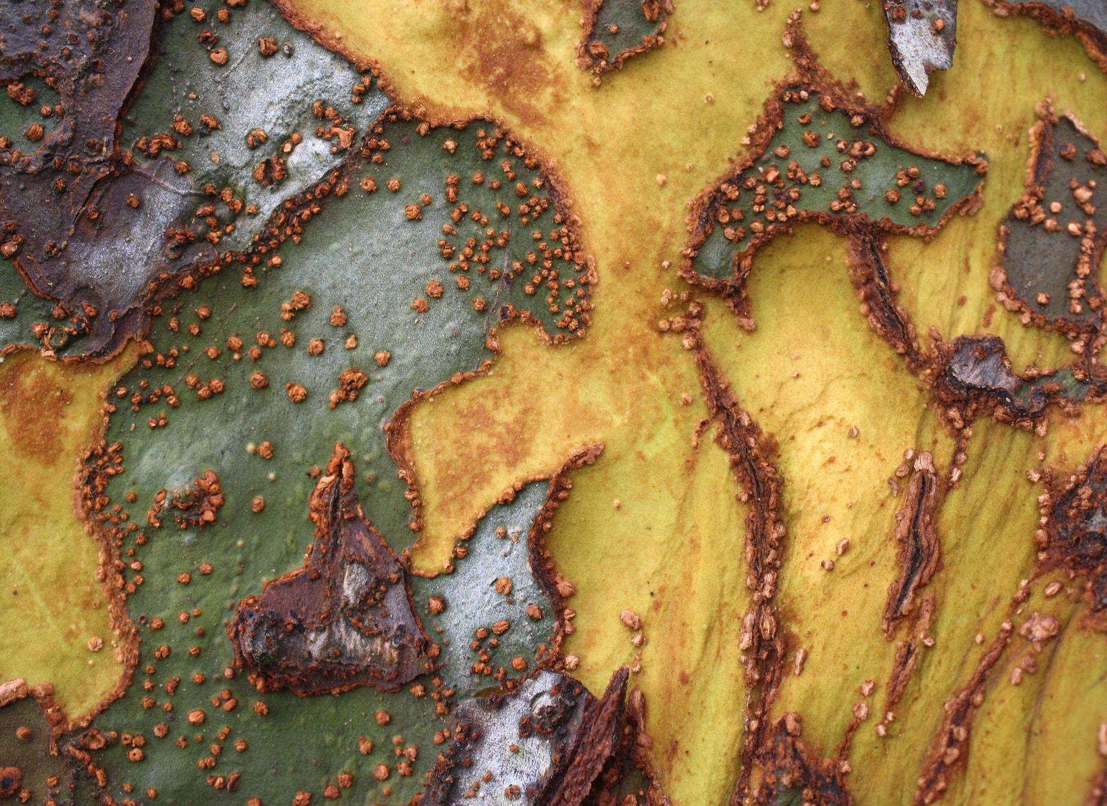 Close-up of the mottled, exfoliating bark of a Chinese elm (Ulmus parvifolia)