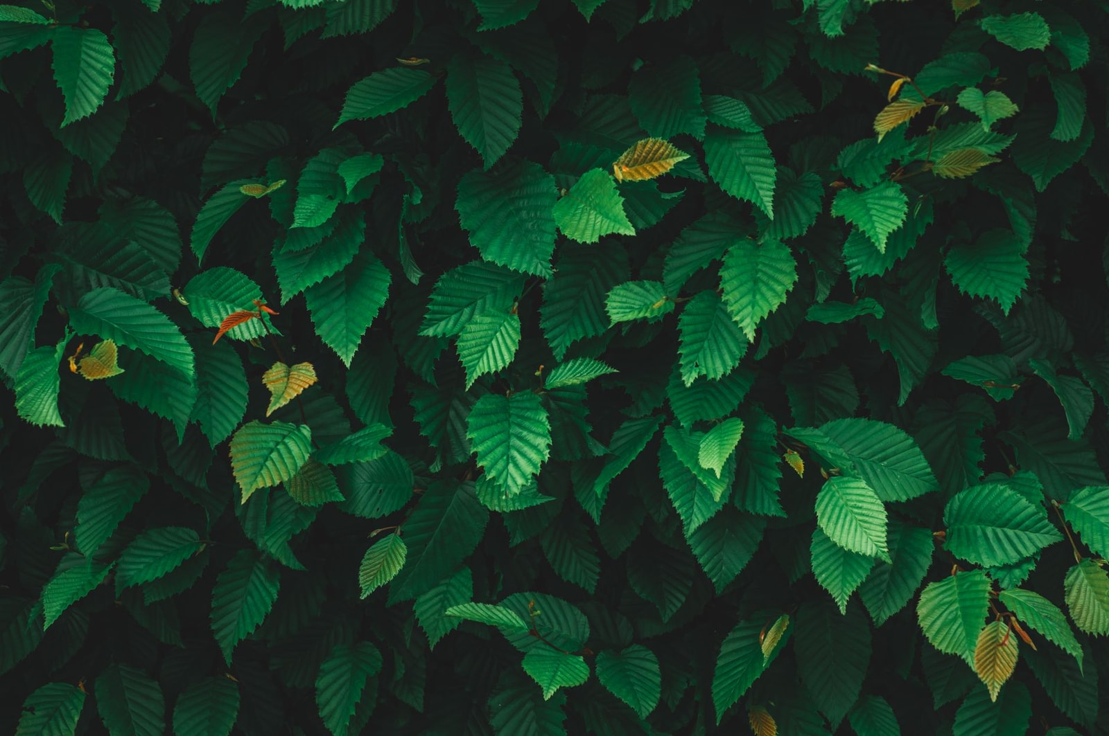Close-up of vibrant green elm leaves showing their double-serrated, asymmetrical leaf shape