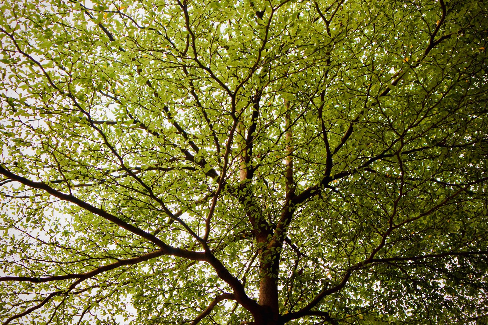 Looking up through a dense green elm canopy with sunlight filtering through the leaves